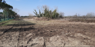 Ancisi (LpRa): Primo passo del Comune per ripristinare la pineta devastata a Marina Romea