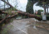 Maltempo: il vento provoca la caduta di un albero su via Rota