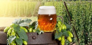Manovra: Coldiretti/Consorzio birra, riduzione accisa salva filiera birra agricola 100% italiana