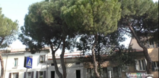 “Si può intervenire sui pini di via Maggiore per aumentarne la sicurezza”