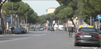 Mercoledì in commissione si discute la petizione per fermare gli abbattimenti dei pini di via Maggiore