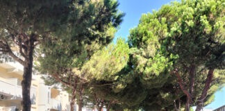 Lido di Savio: bocciata la richiesta di verifiche sui pini commissionate da associazioni o cittadini