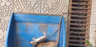 Biondi (LpRa): Invasioni di topi dalla raccolta rifiuti porta a porta