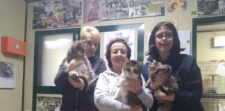 Enpa di Lugo presenta il bilancio dell’attività svolta in Infermeria felina nel 2024