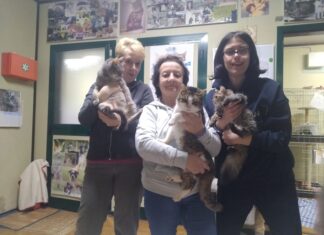 Enpa di Lugo presenta il bilancio dell’attività svolta in Infermeria felina nel 2024