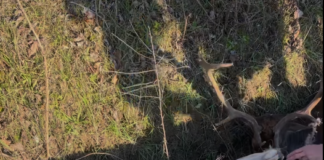 Daini ritrovati in un fosso con corna e teste intrappolate da materiale plastico e industriale