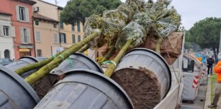 Biondi (LpRa): funerale dei pini di via Maggiore celebrato con un carro di lecci