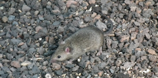 Ratti e topi in aumento in città: La Pigna chiede derattizzazioni costanti e una revisione del sistema porta a porta