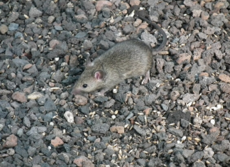 Topi aumentati a Ravenna. L’assessore Schiano: “Sono un 30% in più. Tante le cause”