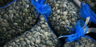 Pesca. Taglia minima delle vongole: confermata la deroga Ue per l’Italia che potrà continuare a pescare molluschi a 22 millimetri nelle proprie acque territoriali fino al 2030.