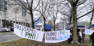 Comitato “Salviamo i pini di Lido di Savio e Ravenna”: “Il Comune esegue le prove di trazione su 5 pini”