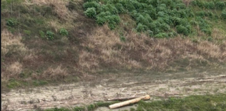 La segnalazione di una cittadina: “Erosioni lungo l’alveo interno del Lamone”