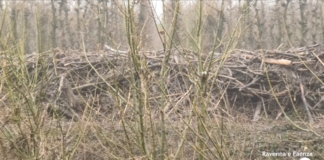 Una grande catasta di legna non rimossa minaccia due case a Castel Bolognese