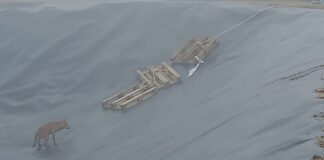 Casalborsetti: lupo in trappola nel vascone dei liquami, liberato dai Carabinieri Forestali