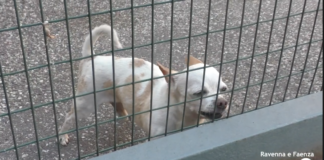 A inizio 2026 nuovo gestore per il canile della Romagna Faentina: abbandoni calati