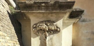 “Salviamo i pini a Lido di Savio e Ravenna”: Ricorso al Tribunale Amministrativo Regionale