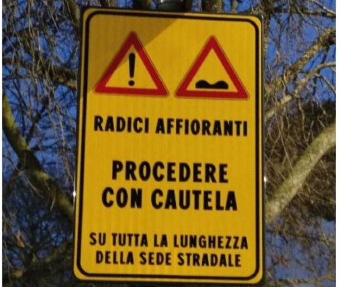 radici affioranti