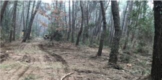 Esposito (FdI): “Lo scempio della pineta realizzato tra l’indifferenza di chi amministra la nostra città”