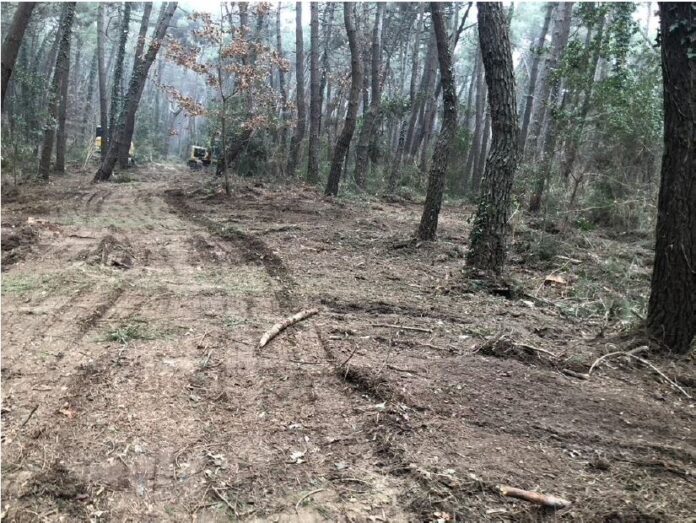 07_DEVASTAZIONE PINETA