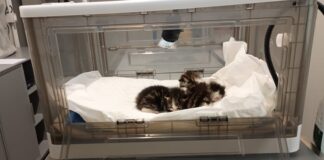 Allarme cuccioli abbandonati: cosa fare e cosa non fare