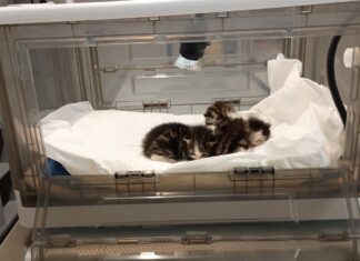 Allarme cuccioli abbandonati: cosa fare e cosa non fare