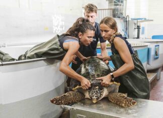 CESTHA Ravenna: nuovo progetto di tutela di una tartaruga marina