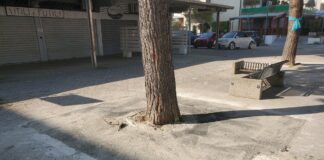 Pini di Lido di Savio: perché spendere 23 mila euro se è già tutto deciso?