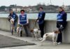 Passeggiata dei volontari Enpa con cani vittime di maltrattamenti: “Animali docili”