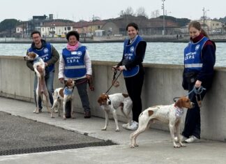 Passeggiata dei volontari Enpa con cani vittime di maltrattamenti: “Animali docili”