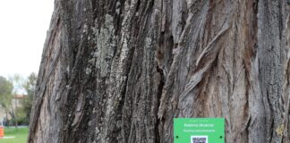 PlantTag: alla scoperta del patrimonio botanico di Faenza