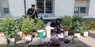 Serra di marijuana in casa: arrestata una coppia di coniugi