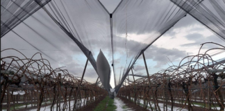 Danni all’agricoltura: grandine sui frutteti in fiore