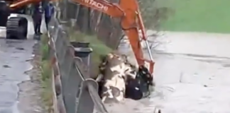 Maltempo: intervento di rimozione di legna dal fiume Lamone a Brisighella