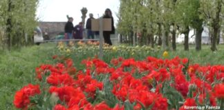 Alfonsine: tornano i 5600 tulipani nei terreni colpiti dal tornado di luglio 2023