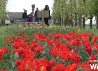Alfonsine: tornano i 5600 tulipani nei terreni colpiti dal tornado di luglio 2023
