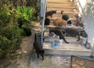 Colonia di gatti abbandonata in una casa: AMA Faenza chiede aiuto