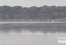 Risanamento Pialassa Baiona: saranno demoliti alcuni manufatti abusivi per il ripristino paesaggistico