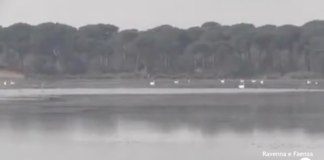 Migliorare gli scambi idrici fra Lamone e Piallassa: al via un progetto