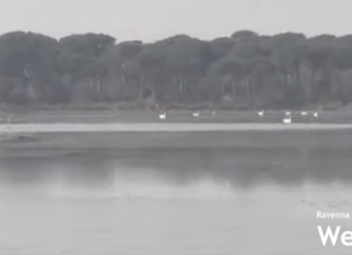 Sabato la pulizia dai rifiuti della Piallassa Baiona con i volontari di Legambiente