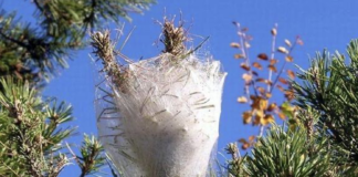 Processionaria del Pino: al via gli interventi sulle piante infestate. I consigli ai cittadini per prevenire e contrastarne gli effetti