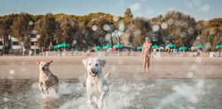 Cani in spiaggia: da sabato 19 aprile a domenica 2 novembre accessibili le sei aree dedicate