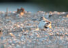 Nascita pulcini di fratino in vista sulle spiagge ravennati, prestare attenzione e non lasciare cani liberi