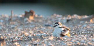 Nascita pulcini di fratino in vista sulle spiagge ravennati, prestare attenzione e non lasciare cani liberi