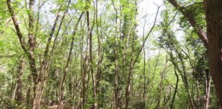 CS_ LIFE 4Oak Forests Days: Sabato 5 e domenica 6 aprile