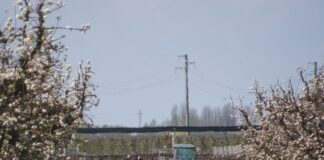 Arto semiamputato: agricoltore trasportato al Bufalini