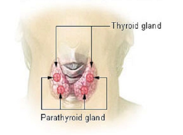 Illu_thyroid_parathyroid