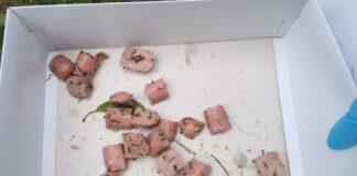 Bocconi con chiodi e viti nell’area di ‘sgambamento’ cani in via Medaglie d’Oro