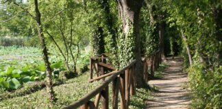 Lugo: una passeggiata per famiglie alla scoperta del Parco del loto