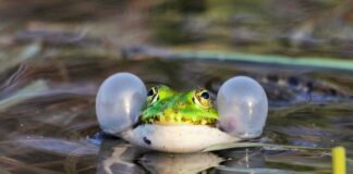 Terminata la chiusura invernale, domenica riapre il Pantaleone