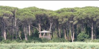 “Follow your way!”: itinerario con mezzi sostenibili tra Ravenna e Cervia attraverso Classe e la sua pineta